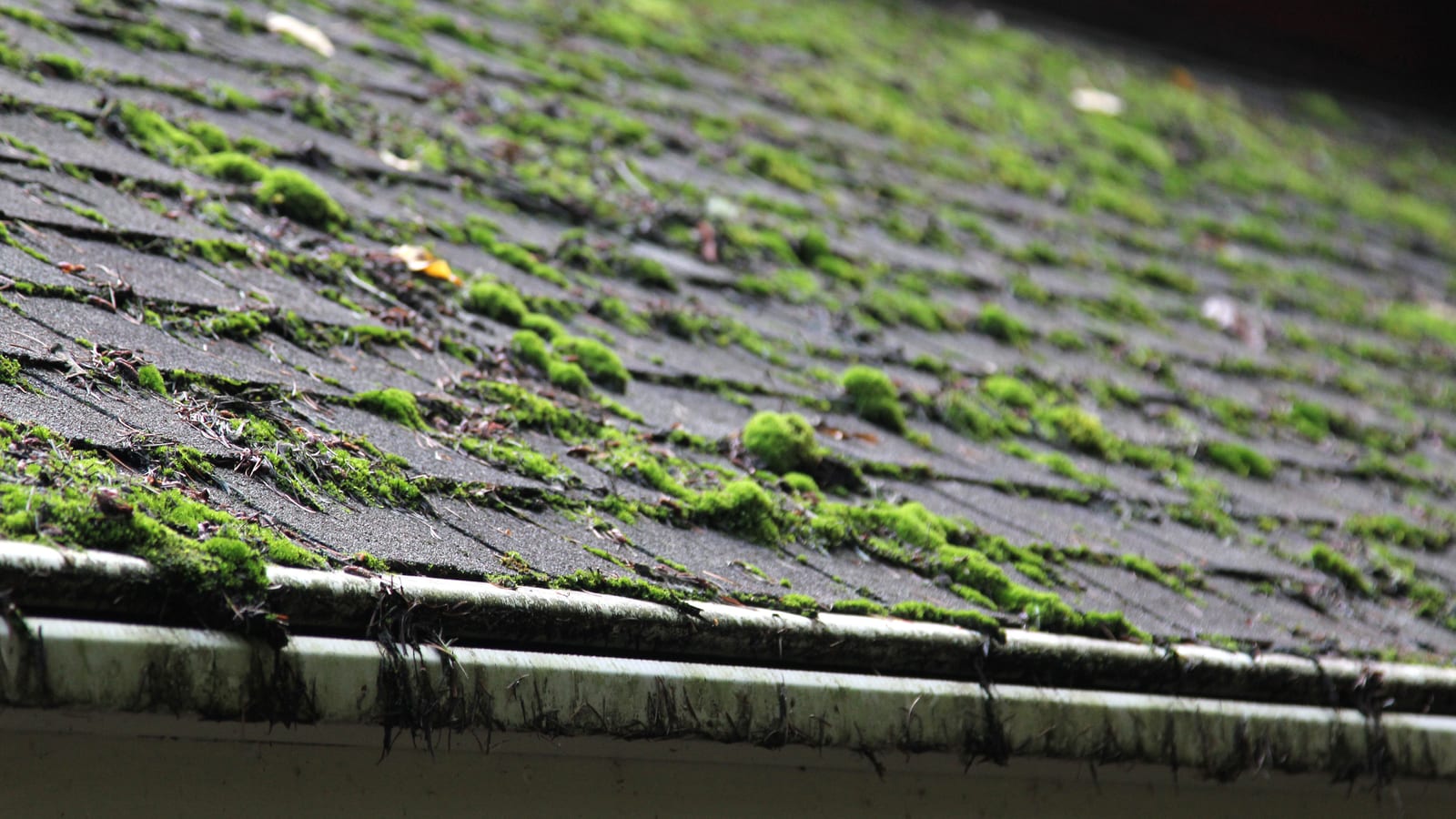 Moss Removal by Roofmaster in the Swansea area