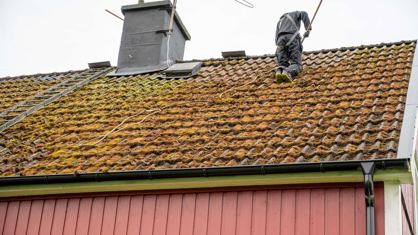 Moss Removal in the Swansea area