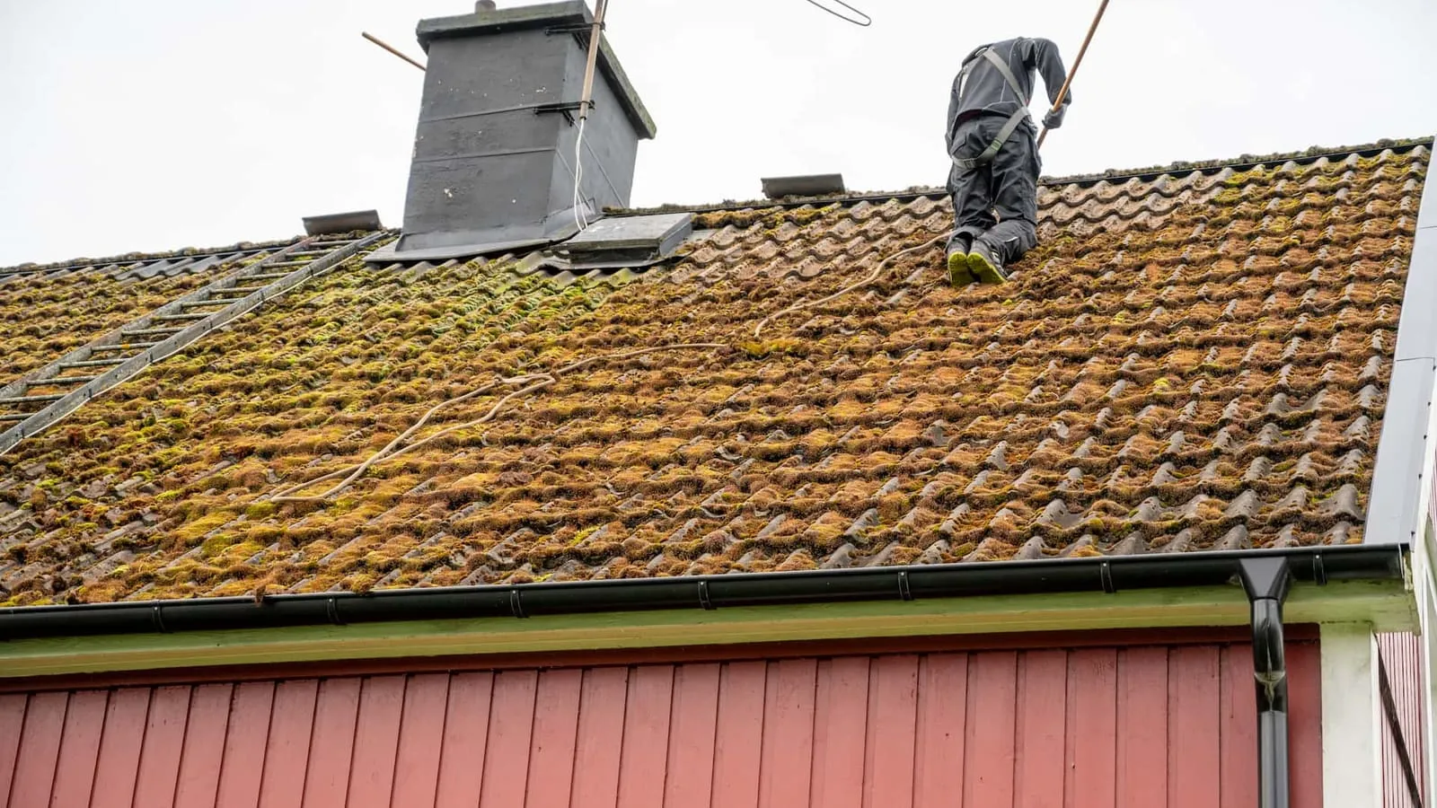 Moss Removal in the Swansea area